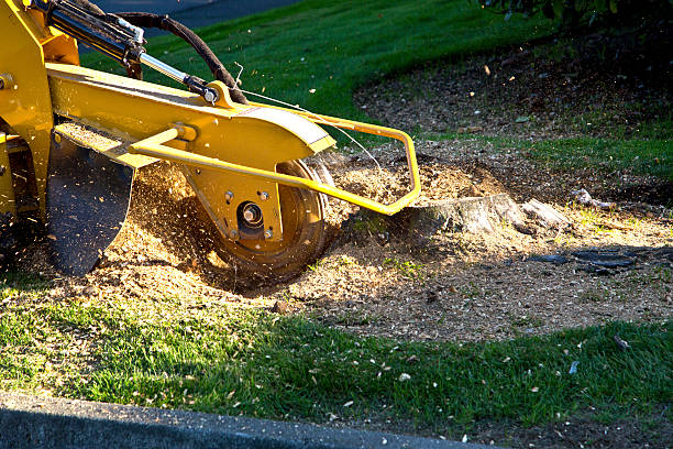 Best Lawn Pest Prevention  in Alpharetta, GA