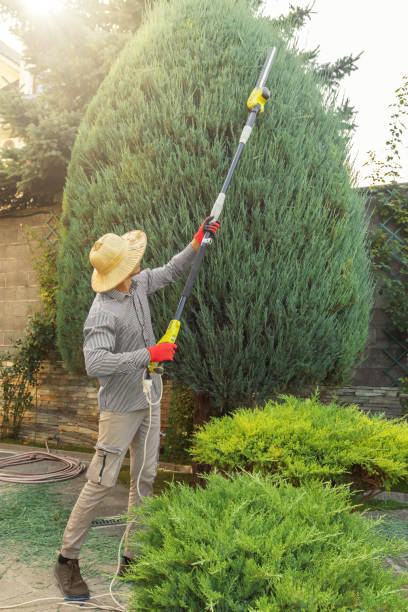 How Our Tree Care Process Works  in  Alpharetta, GA
