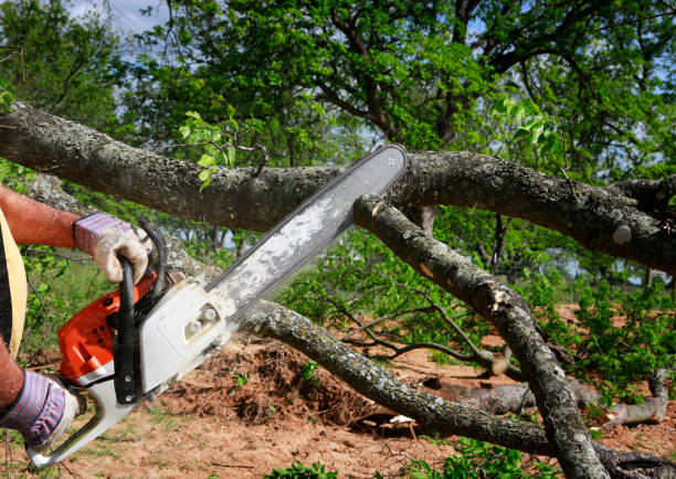 Best Seasonal Cleanup (Spring/Fall)  in Alpharetta, GA